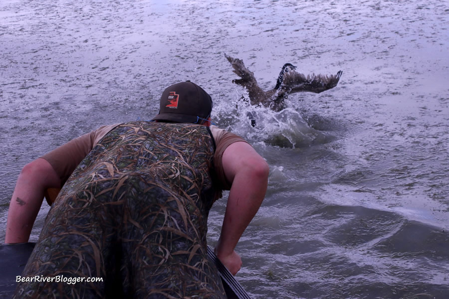 catching a Canada goose via airboat to be fitted with a leg band