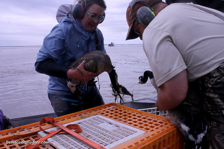 canada geese being caught by Utah DWR staff and put into plastic crates to be leg-banded