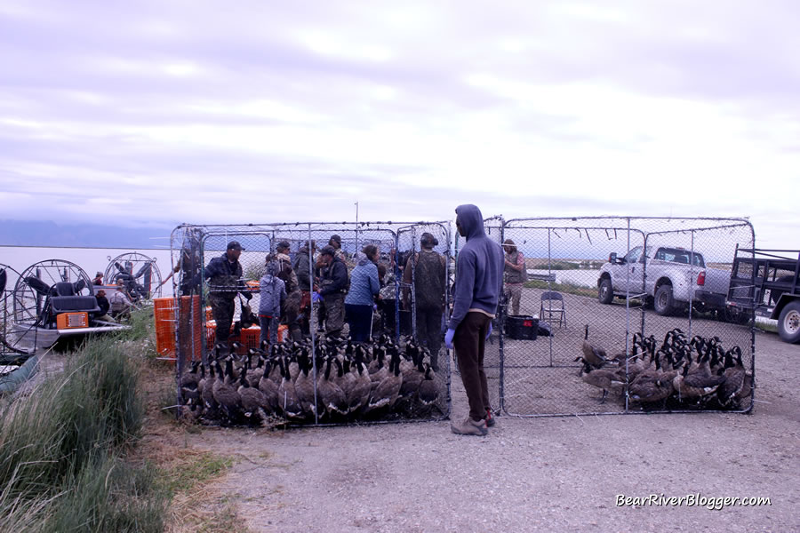 Canada geese on the Bear River Migratory Bird Refuge in wire pens after being fitted with leg bands