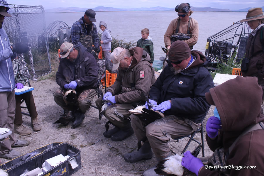 Utah DWR staff fitting Canada geese for leg bands on the Bear River Migratory Bird Refuge
