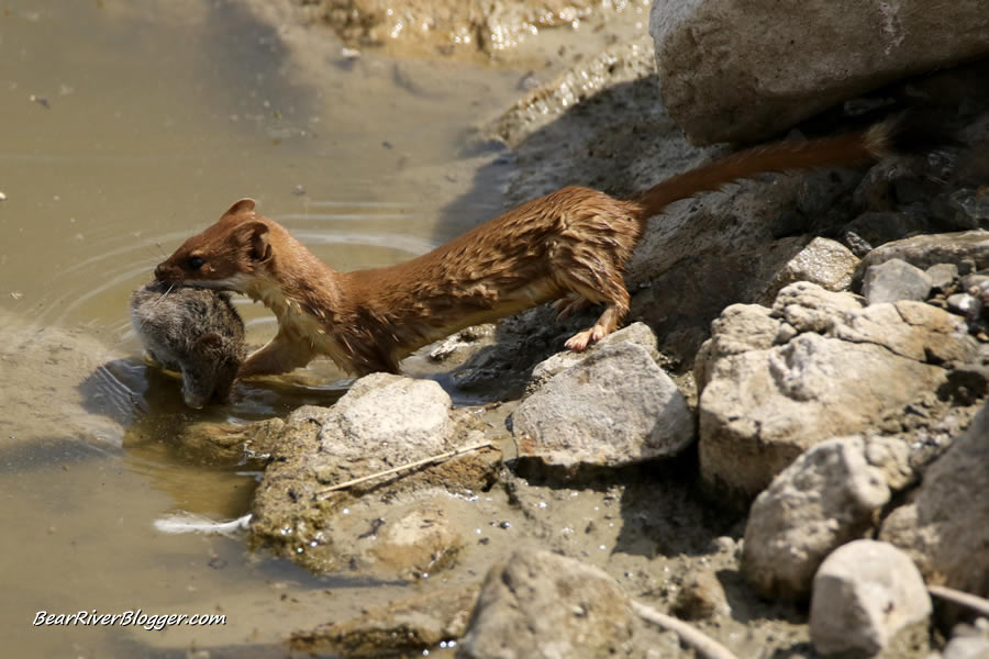 long-tailed weasel carrying a vole in its mouth on the bear river migratory bird refuge