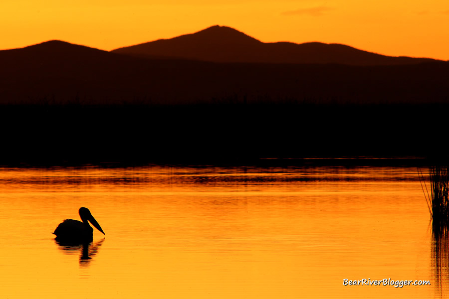 sunset with an American white pelican on the Bear River Migratory Bird Refuge