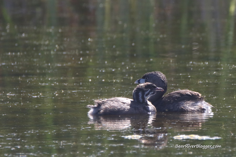 pied-billed grebe with a baby chick on the water from the bear river migratory bird refuge auto tour route