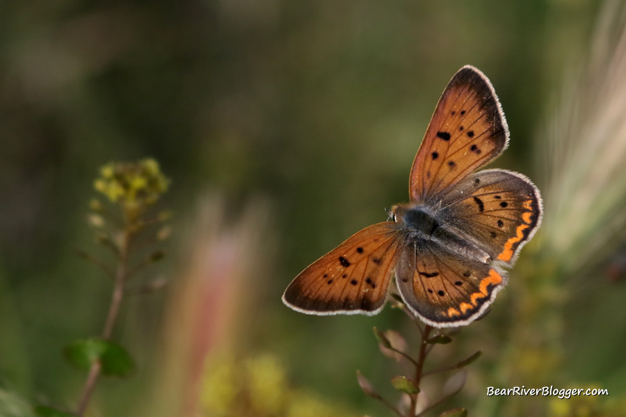 Purplish copper butterfly perched on a flower on the Bear River Migratory Bird Refuge auto tour route