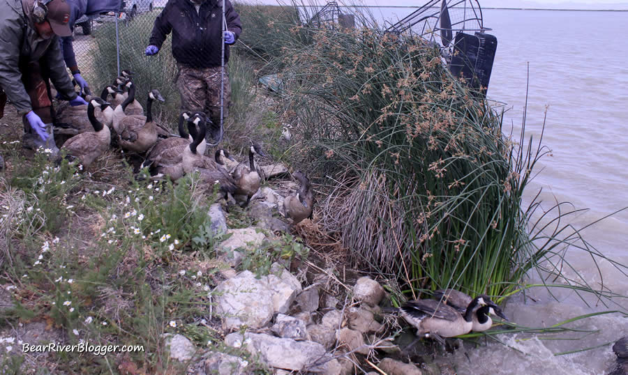 canada geese being released back into the bear river migratory bird refuge wetlands after being fitted with leg bands