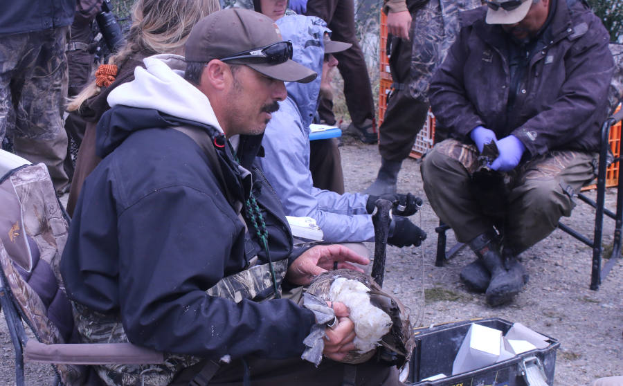 rich hansen from the Utah DWR banding canada geese at the bear river migratory bird refuge