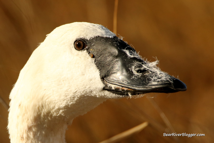 trumpeter swan head image