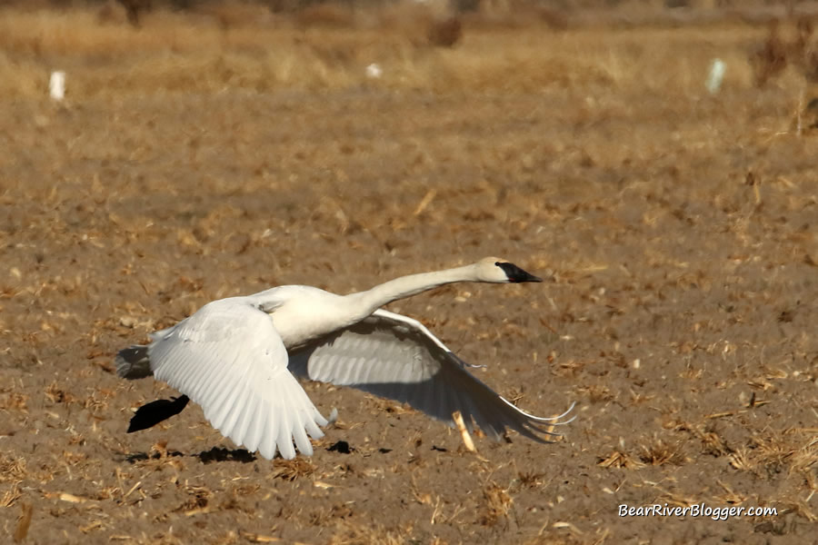 trumpeter swan taking off in flight