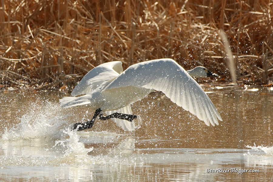 tundra swan taking off from the water on the bear river migratory bird refuge