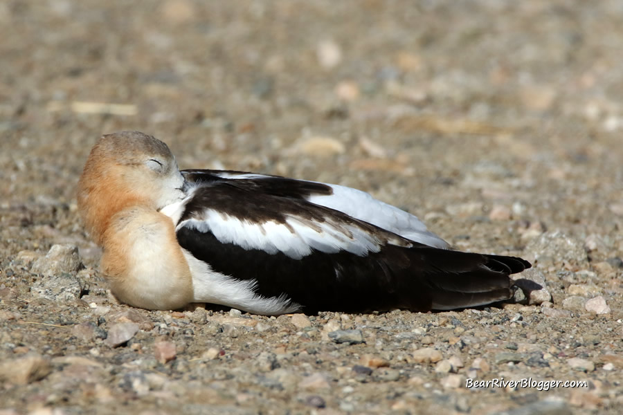 American avocet sleeping on the bear river migratory bird refuge auto tour route