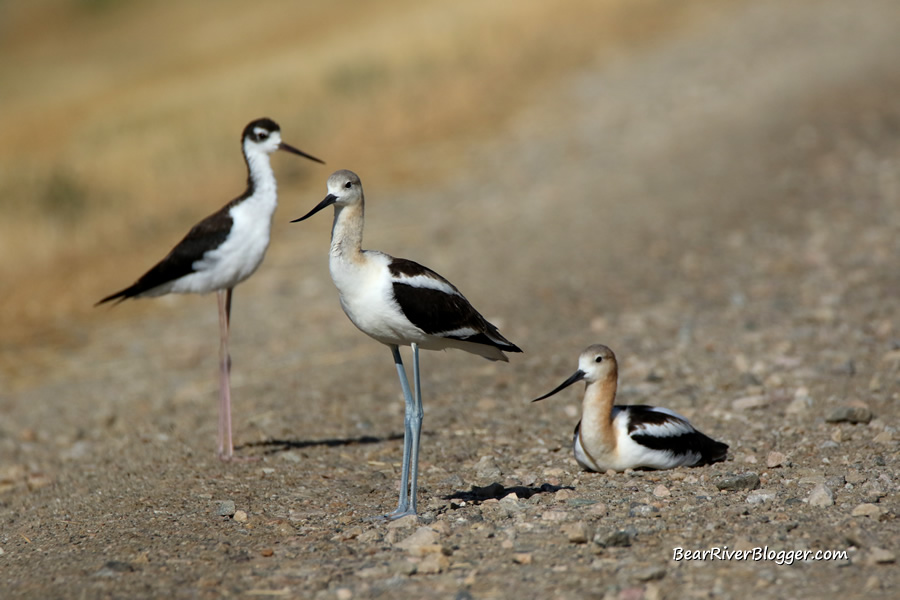 black-necked stilt and American avocets resting on the bear river migratory bird refuge auto tour route