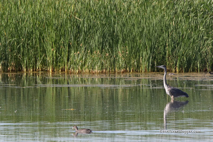 great blue heron fishing on the bear river migratory bird refuge