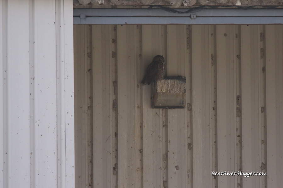 great horned owl on the maintenance shed on the bear river migratory bird refuge