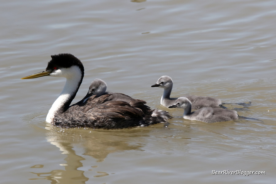 western grebe on the bear river migratory bird refuge with 3 chicks