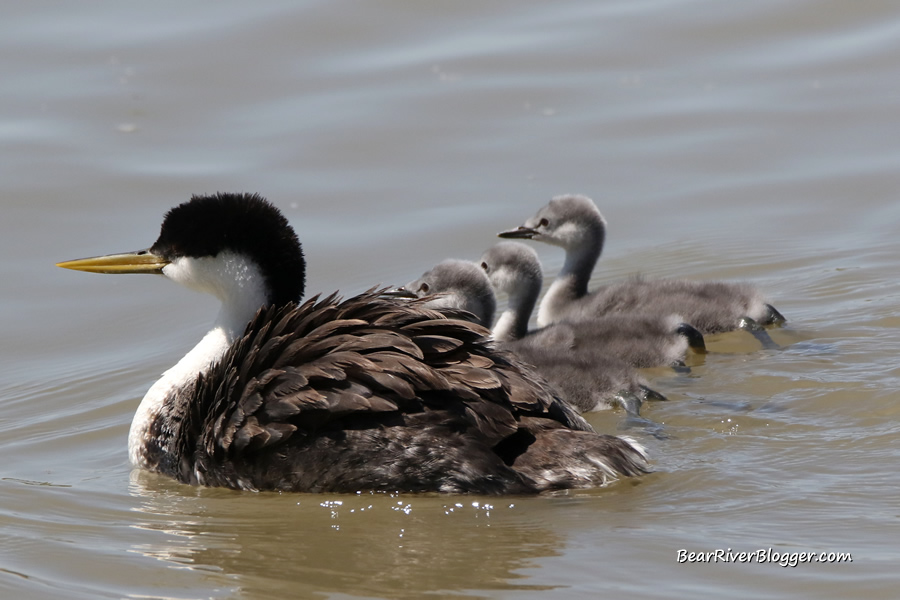 western grebe with 3 babies nearby on the bear river migratory bird refuge