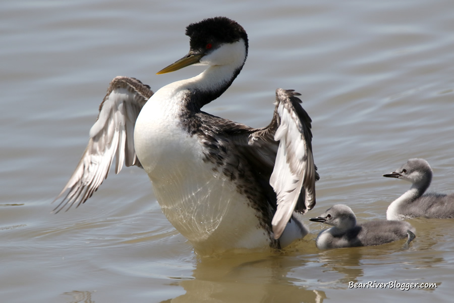 western grebe flapping its wings on the bear river migratory bird refuge with 2 chicks nearby