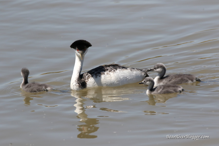 grebe with 3 babies on the bear river migratory bird refuge