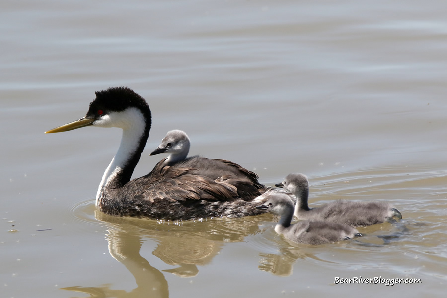 western grebe with 3 chicks on the bear river migratory bird refuge