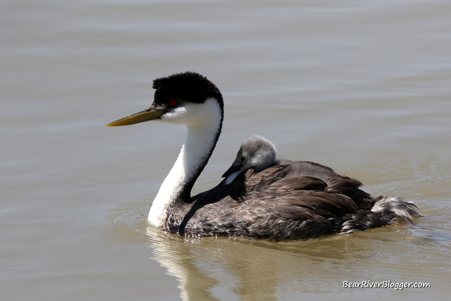 western grebe swimming with a baby on its back on the bear river migratory bird refuge