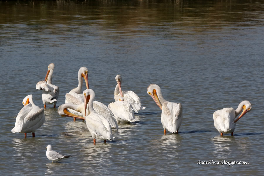 a pod of american white pelicans on the bear river migratory bird refuge auto tour route