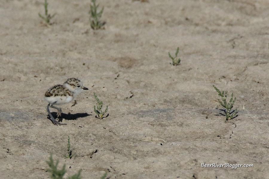 snowy plover chick on the bear river migratory bird refuge