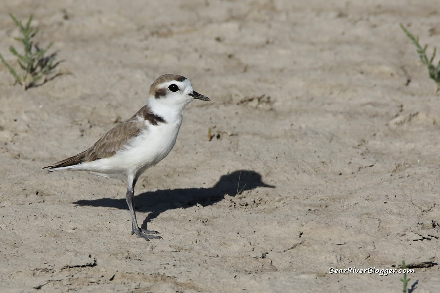 snowy plover on the bear river migratory bird refuge