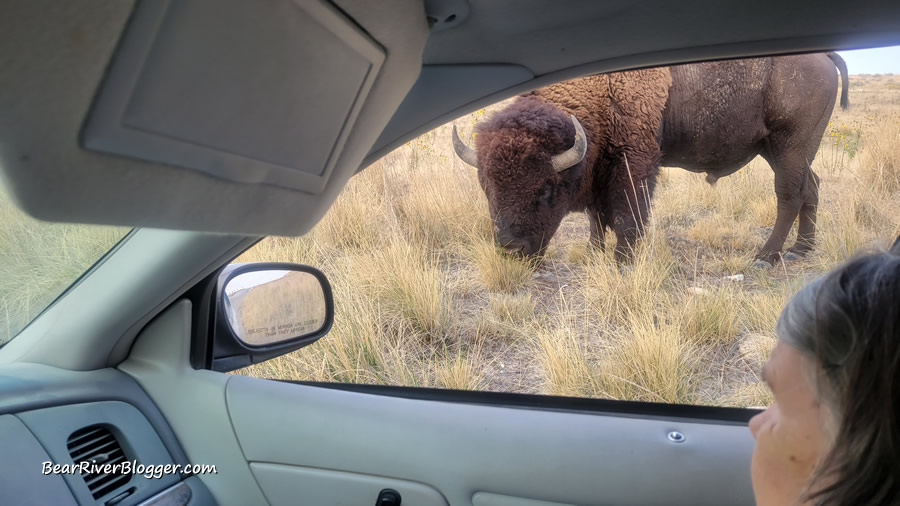watching a bison from the car