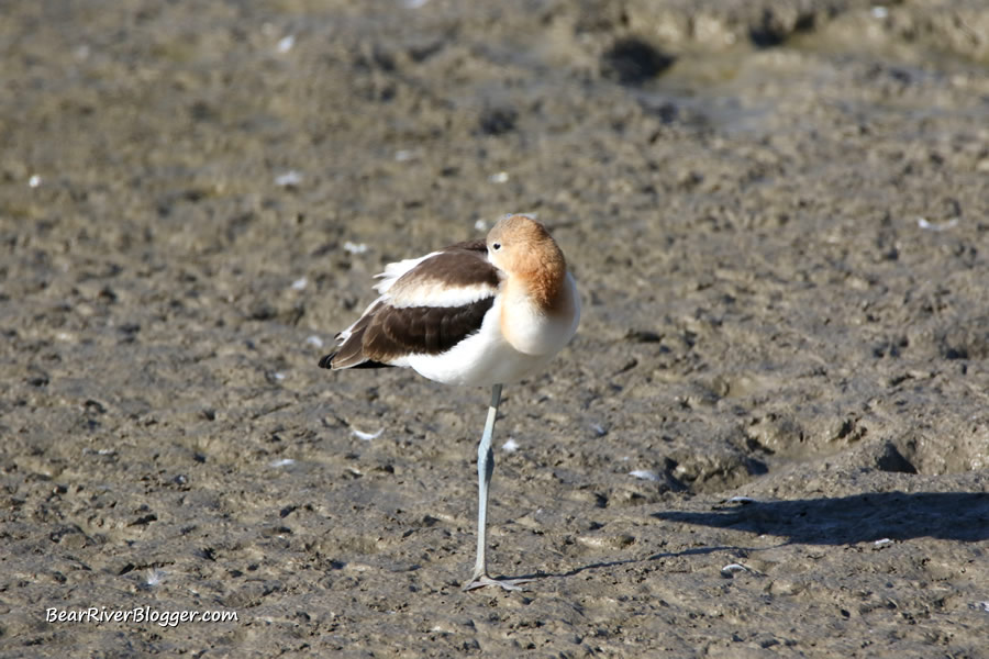 American avocet standing on one leg on the bear river migratory bird refuge auto tour route