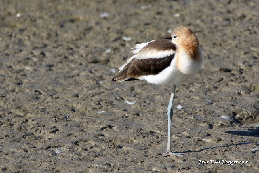 american avocet on the bear river migratory bird refuge standing on one leg