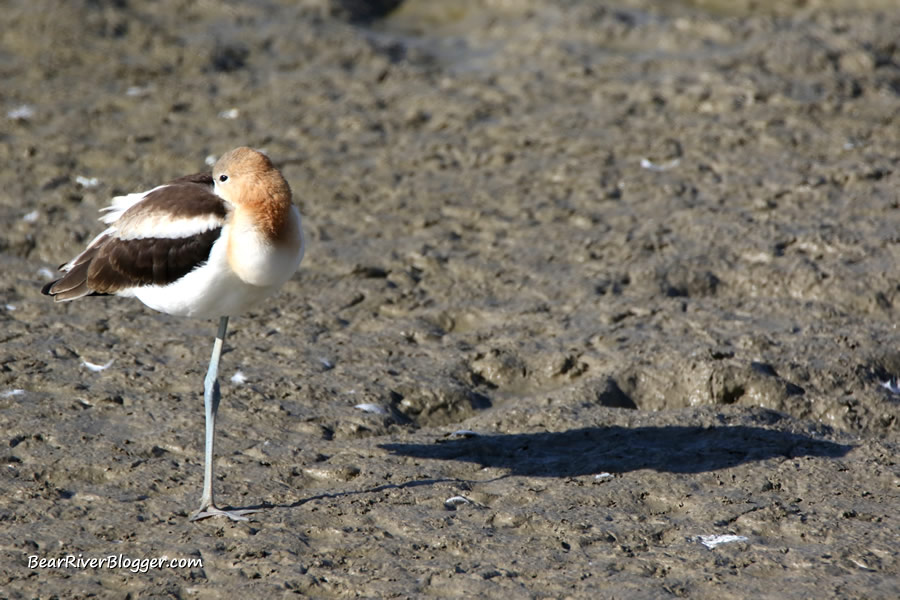 american avocet standing on one leg casting a shadow on the bear river migratory bird refuge auto tour route