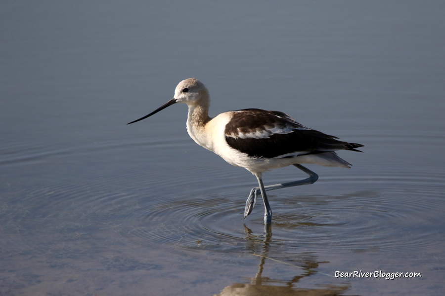 American avocet walking in the shallow water on the bear river migratory bird refuge