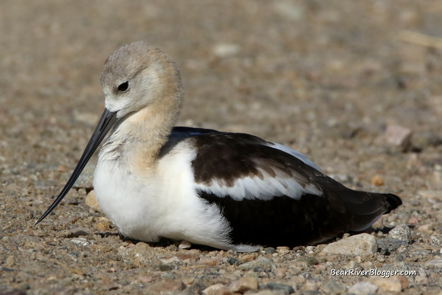 american avocet laying down on the bear river migratory bird refuge