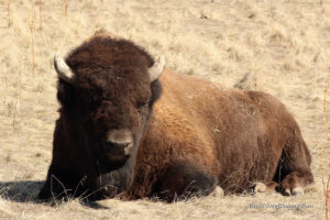 bison on antelope island