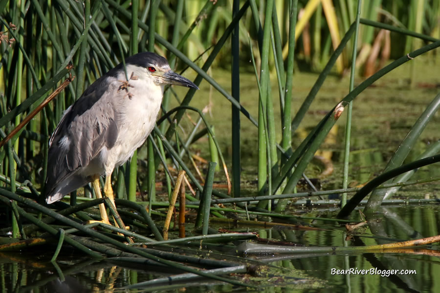 black crowned night heron standing in some cattails on the bear river migratory bird refuge