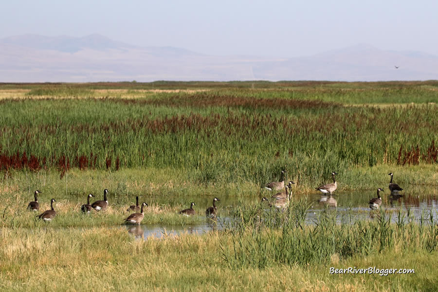 Canada geese on the bear river migratory bird refuge