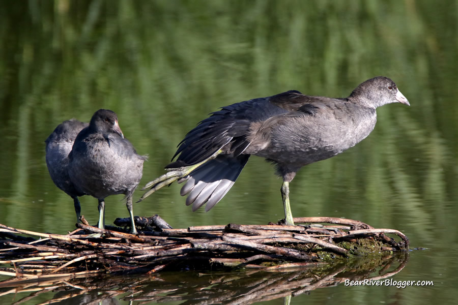 american coots standing on a stump on the bear river migratory bird refuge