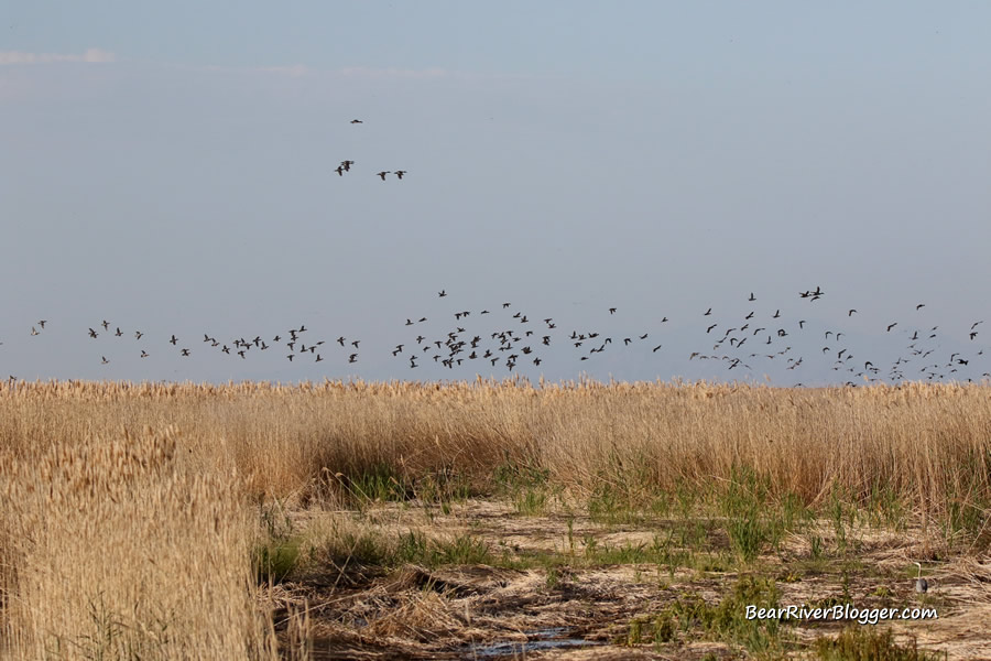 ducks flying over the wetlands of the bear river migratory bird refuge