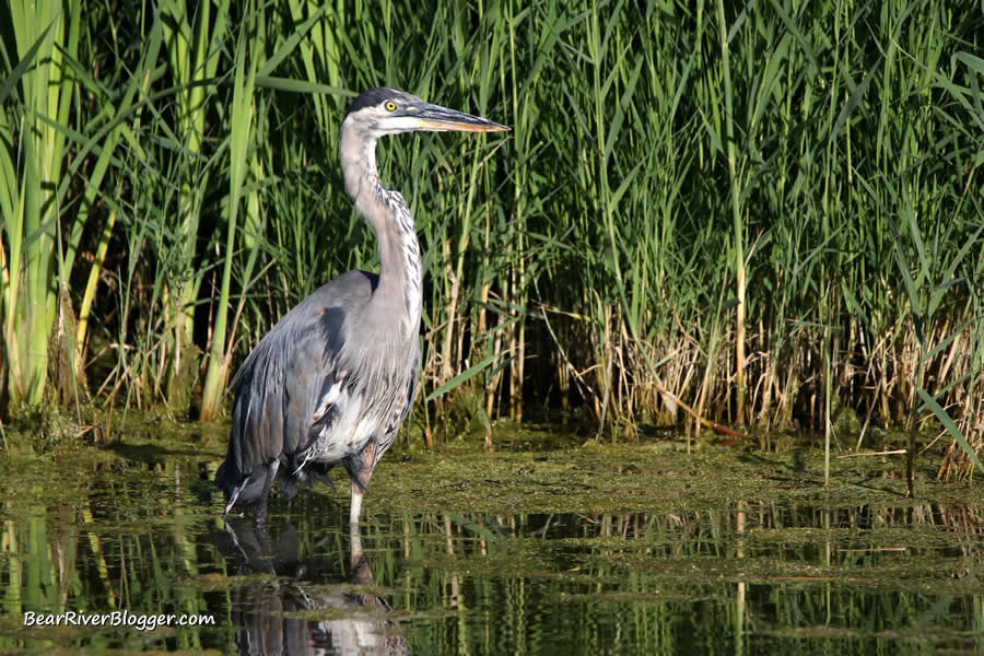 great blue heron in the cattails on the bear river migratory bird refuge auto tour route