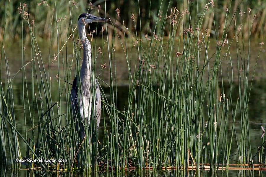 great blue heron standing on reeds on the bear river migratory bird refuge