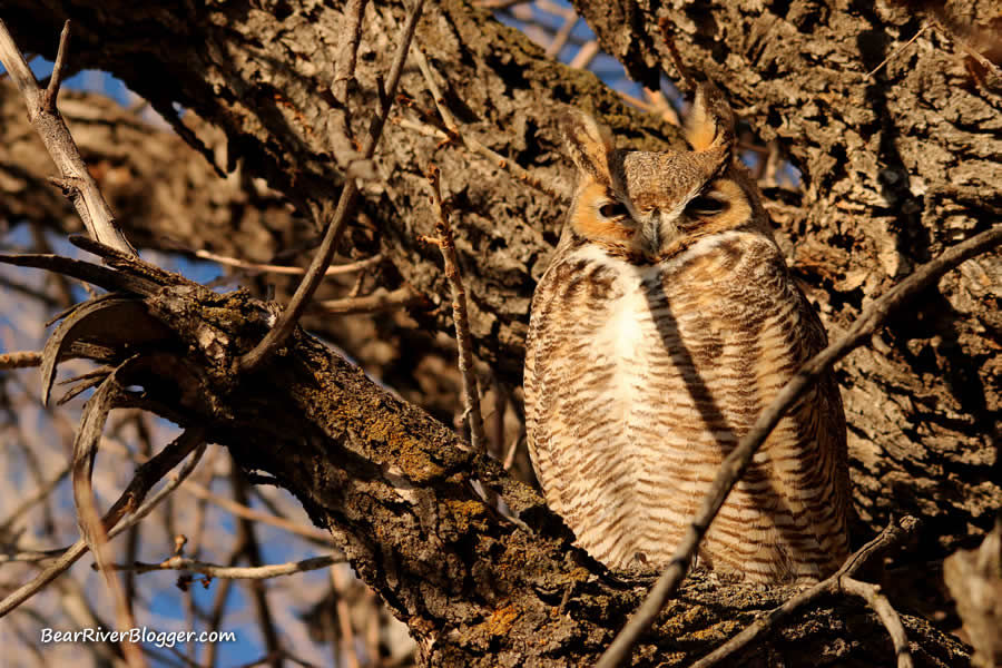 great horned owl perched in a tree