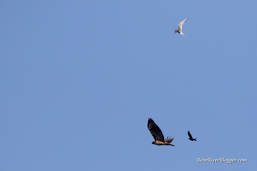 a tern and a red-winged blackbird chasing a hawk in flight