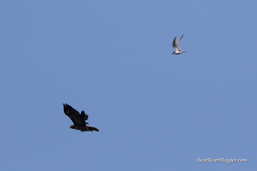 a red-winged blackbird and a tern chasing and harassing a hawk from their nesting sites