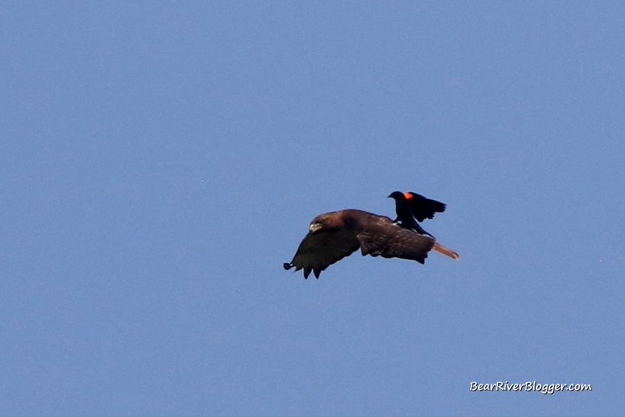 red-winged blackbird chasing a hawk