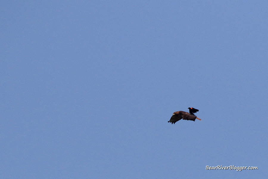 hawk being chased by a red-winged blackbird