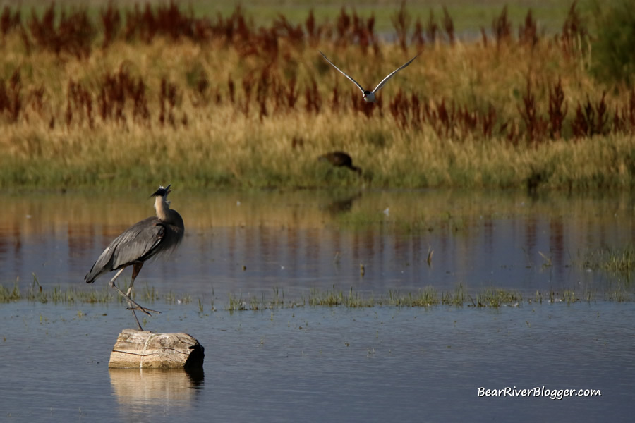 great blue heron getting dive-bombed by a tern on the bear river migratory bird refuge