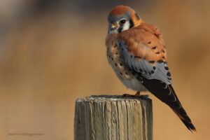 male american kestrel sitting on a fence post