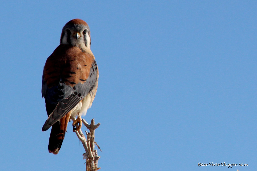 american kestrel perched on a limb