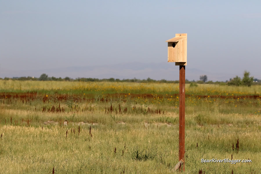 american kestrel box on the bear river migratory bird refuge
