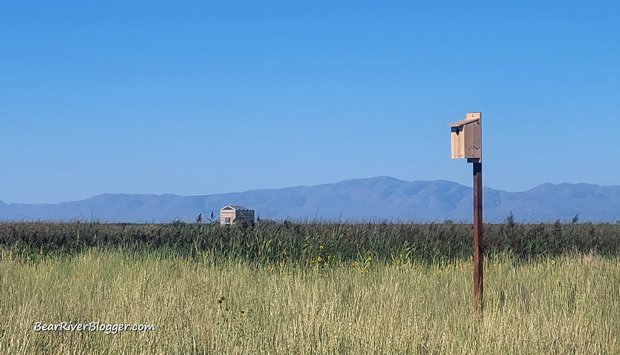 american kestrel box and photography blind on the bear river migratory bird refuge