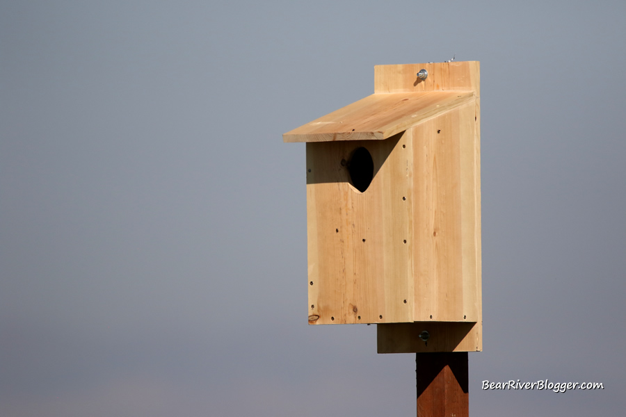a kestrel nest box recently erected on the bear river migratory bird refuge